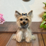 将图片加载到图库查看器，Wool felt pet customization