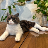 Load image into Gallery viewer, Wool felt pet customization