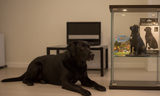 Load image into Gallery viewer, Dog's whole body