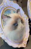 Load image into Gallery viewer, Cat photo frame