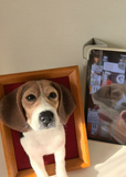 Load image into Gallery viewer, Dog photo frame