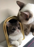 Load image into Gallery viewer, Cat photo frame